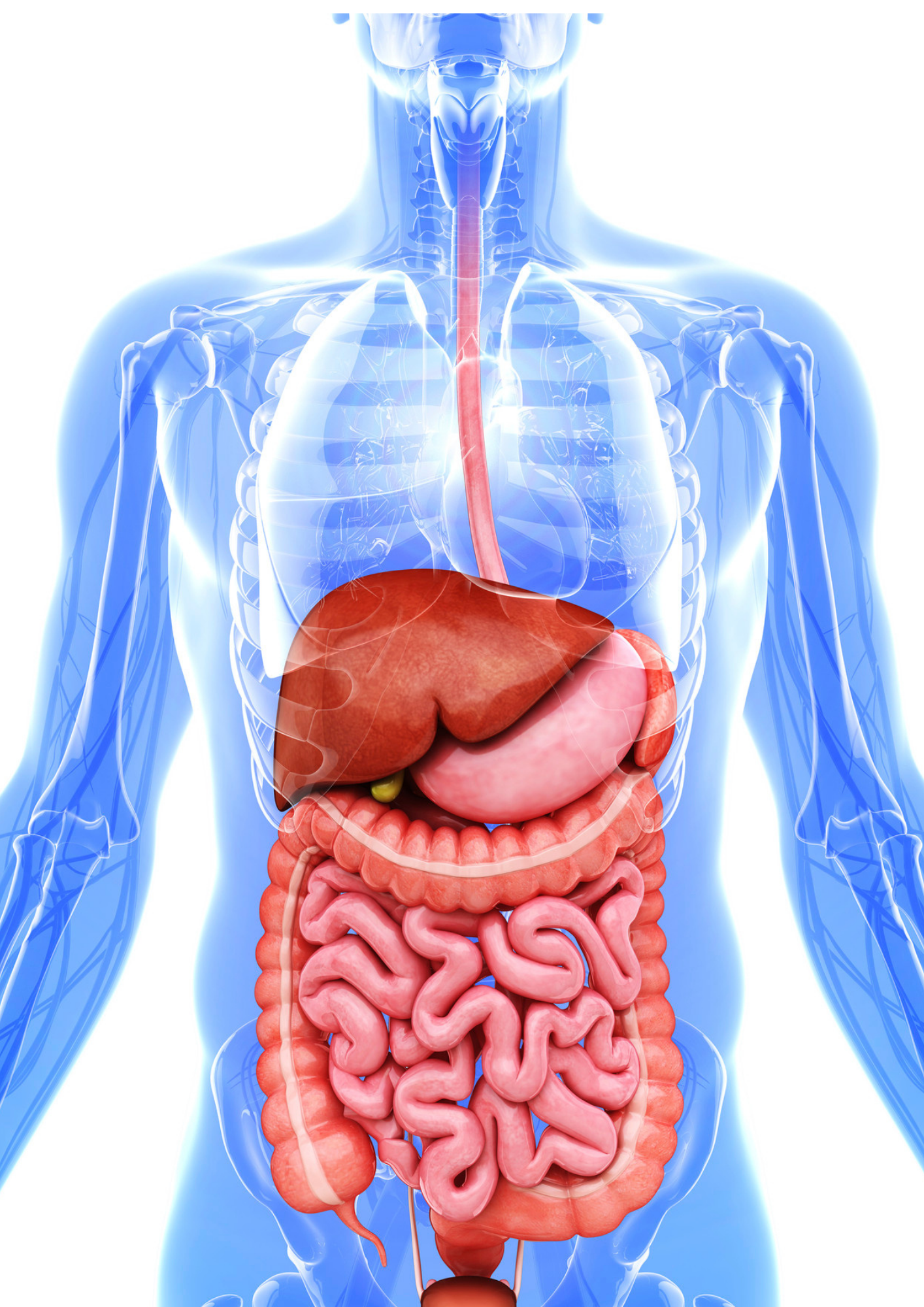 stress-digestion-osteopathie-viscerale